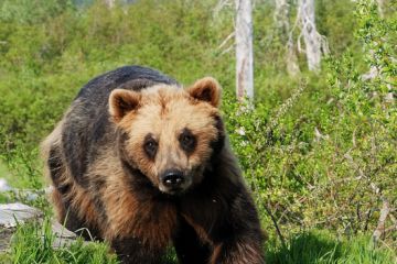 Anchorage Brown Bear JodyO.Photo