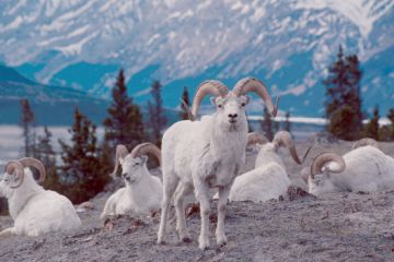 Kluane NP03