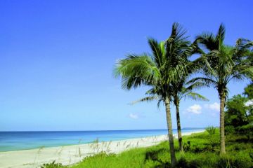 Fort Myers BEACH PALMS