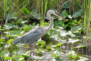 Everglades NP 01