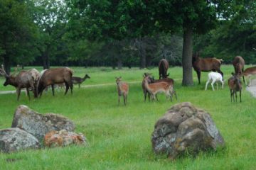 Bartlesville Woolaroc Ranch OK 8964