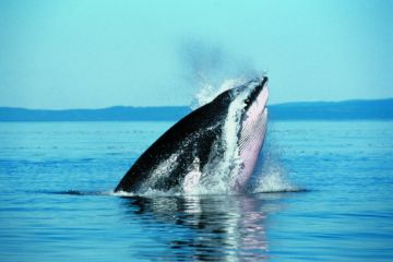 LawrenceQm 0232Whale in the St. Ursula Tscherter ORES