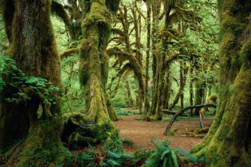 Olympic National Park