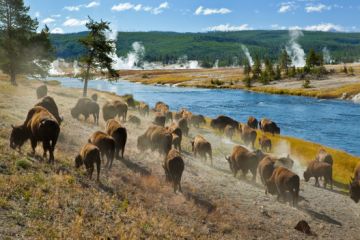 Yellowstone shutterstock