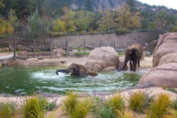 Cheyenne Mountain Zoo Elephants