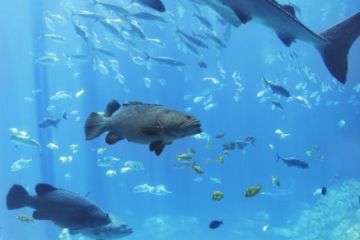 Atlanta Aquarium ATL CVB