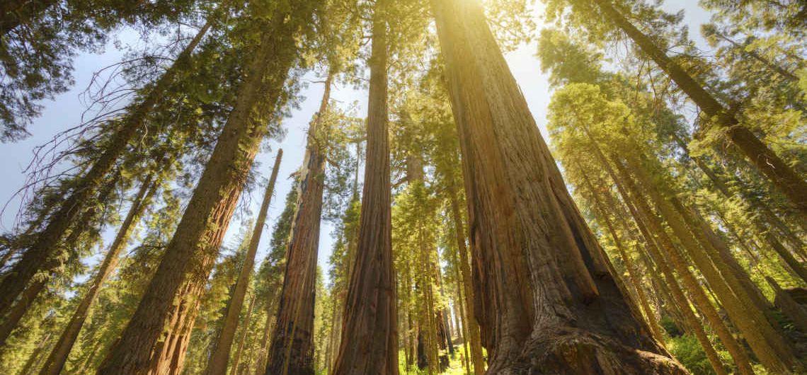 Sequoia NP1