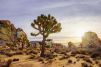 JoshuaTreeNationalPark2