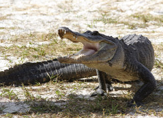 Tourweb-Fernweh-Angebote/USA/Florida/Everglades1