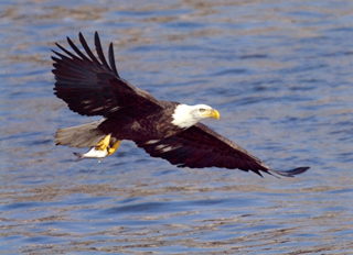 Tourweb-Fernweh-Angebote/USA/Illinois/Alton