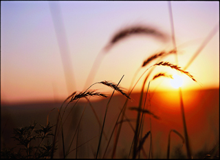 Tourweb-Fernweh-Angebote/USA/KansasOK/Wheat