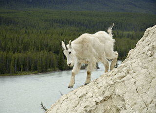 Tourweb-Fernweh-Angebote/Kanada/Jasper-Valemount/Kurzinfo