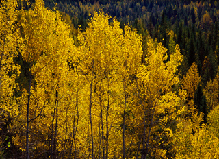 Tourweb-Fernweh-Angebote/Kanada/Valemount-Clearwater/Kurzinfo