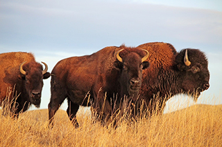 Tourweb-Fernweh-Angebote/USA/Buffalo