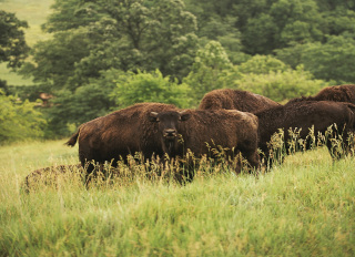 Tourweb-Fernweh-Angebote/USA/Buffalo
