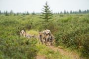 Credit: Travel Manitoba
