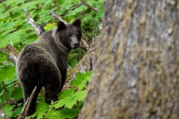 Ruby Range - Yukon River - Bär