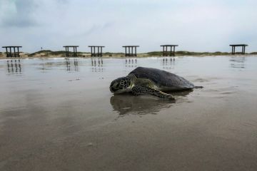 Tourweb-Fernweh-Angebote/USA/Texas/CorpusChristi1