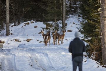 Tourweb-Fernweh-Angebote/Kanada/mount4