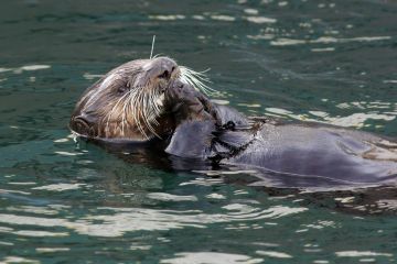 Alaska - Allgemein Otter
