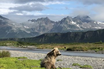 Alaska - Allgemein Bär Katmai Topbär