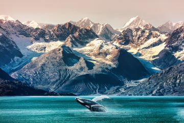 Alaska - Allgemein Wale