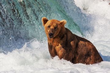 Alaska - Allgemein Bär Wasserfall