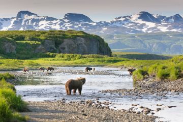 Alaska - Allgemein Bären + Wasser