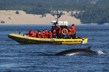 Quebec - Tadoussac Wale