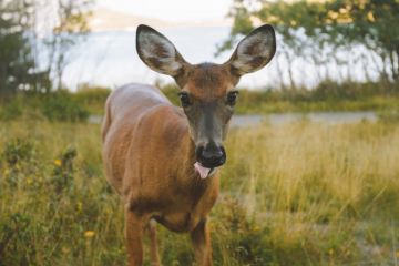 Quebec - Allgemein Hirsch