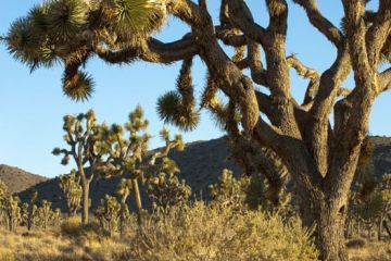 Tourweb-Fernweh-Angebote/USA/JoshiTree