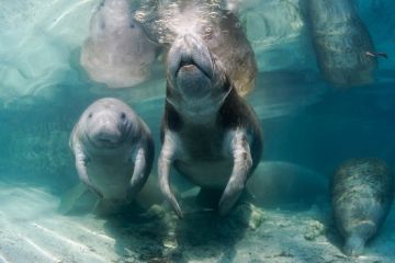 Tourweb-Fernweh-Angebote/USA/CrystalRiver-Manatees1