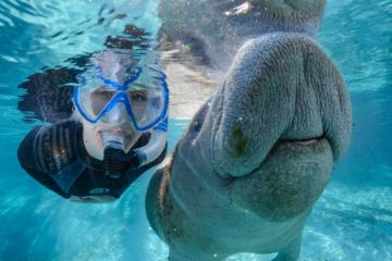 Tourweb-Fernweh-Angebote/USA/CrystalRiver-Manatees2