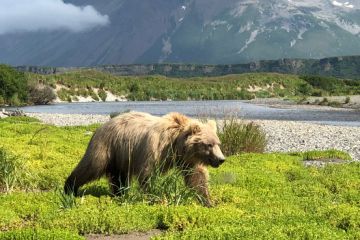 Tourweb-Fernweh-Angebote/USA/Alaska/Haines Junction 2