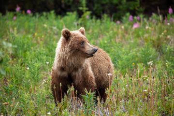 Braunbär