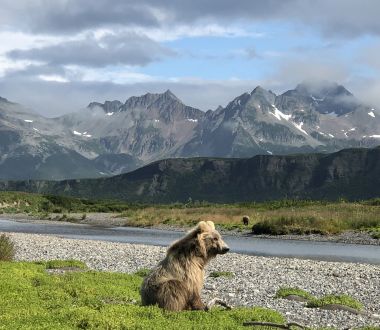 Alaska - Allgemein Bär Katmai Topbär