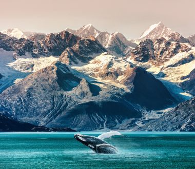 Alaska - Allgemein Wale