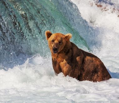Alaska - Allgemein Bär Wasserfall