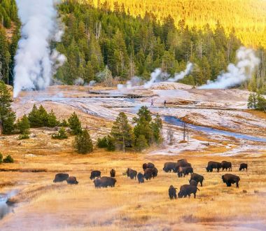 Wyoming - Yellowstone Büffel