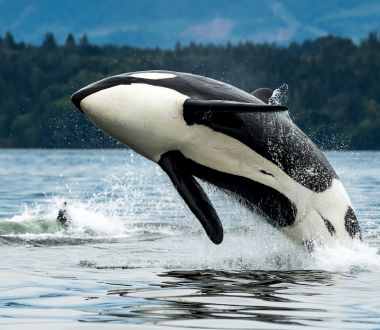British Columbia - Orca