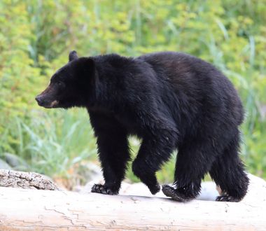 British Columbia - Bär