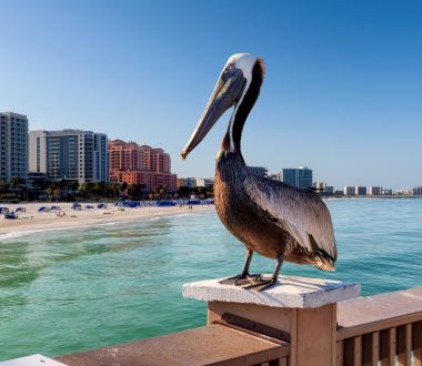 Florida - St. Pete Pelikan
