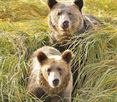 British Columbia - Bären