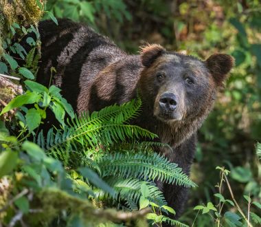British Columbia - Bären
