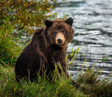 British Columbia - Grizzly Bär Safari