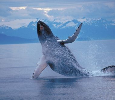 Tourweb-Fernweh-Angebote/USA/Alaska/KenaiFjords