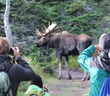 Tourweb-Fernweh-Angebote/Kanada/Elch/Tourweb