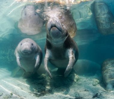 Tourweb-Fernweh-Angebote/USA/CrystalRiver-Manatees1