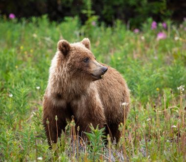 Braunbär