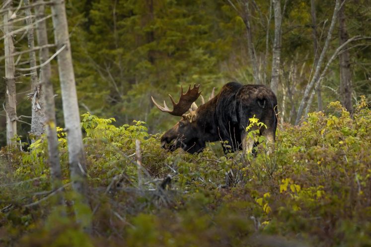 Credit: Nathan Robinson